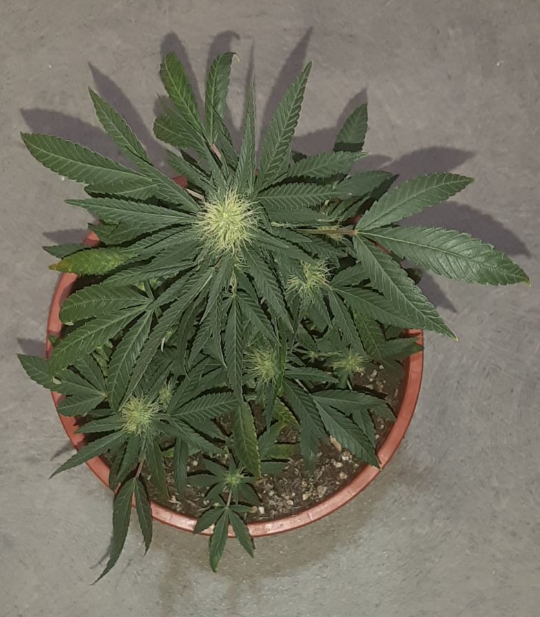 Growreport Bild 8