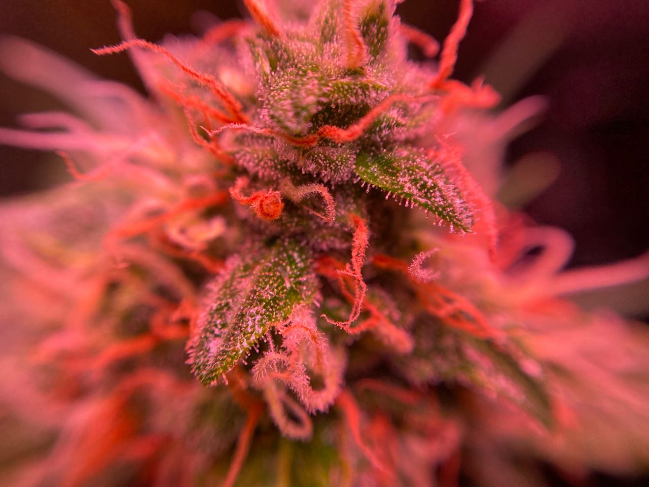 Growreport Bild 28