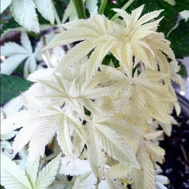 Growreport Bild 22