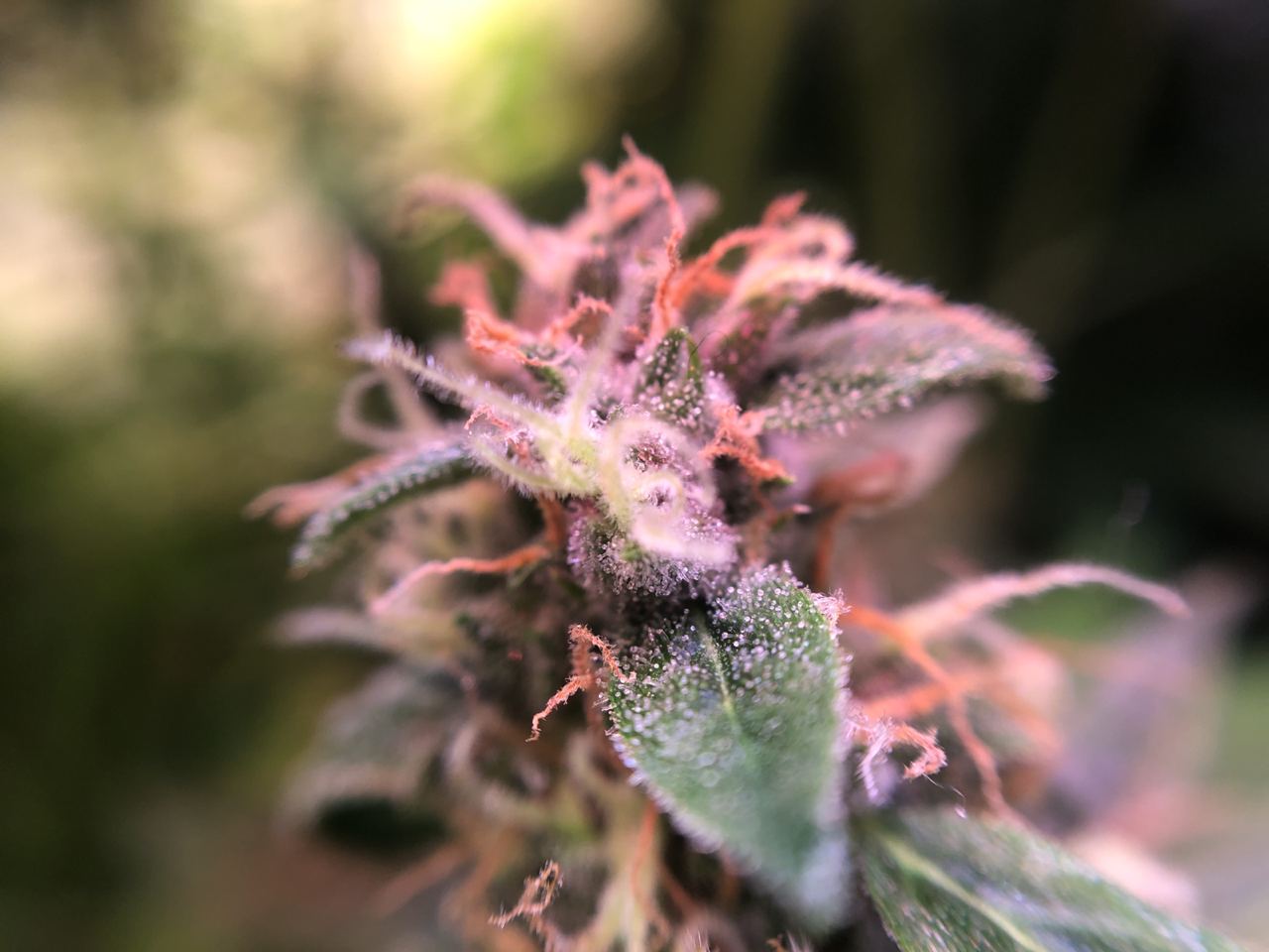 Growreport Bild 51