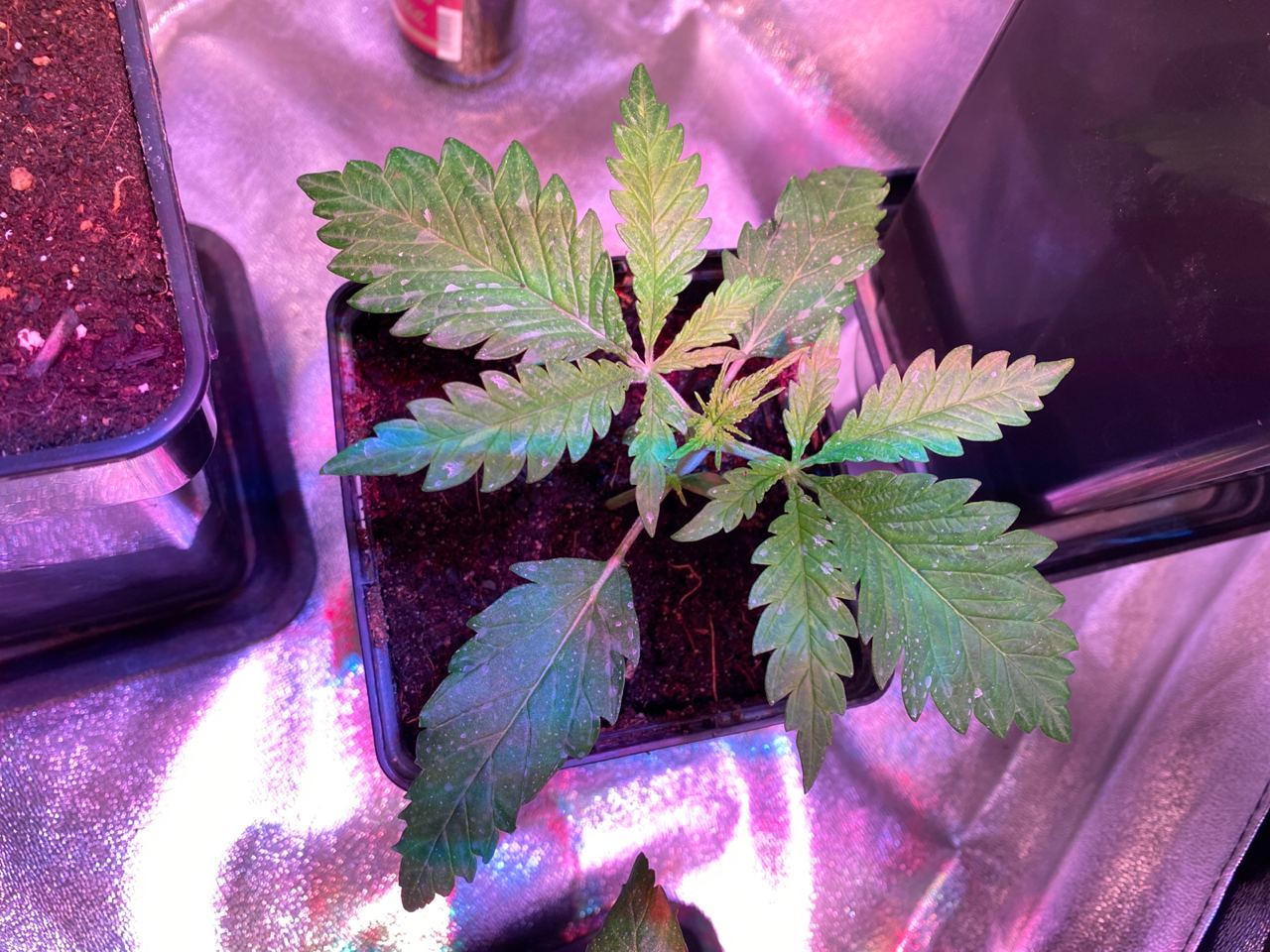 Growreport Bild 46