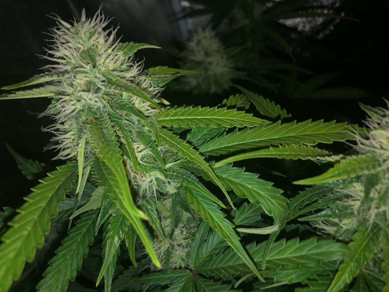 Growreport Bild 10