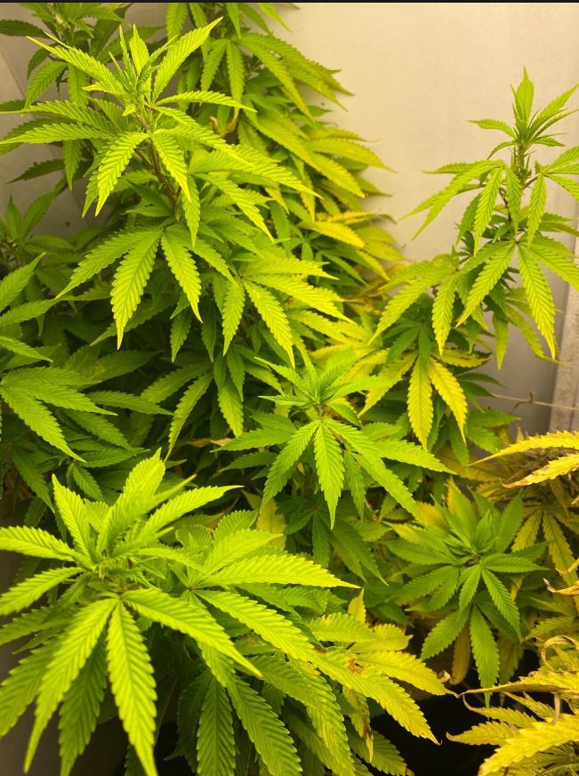 Growreport Bild 6