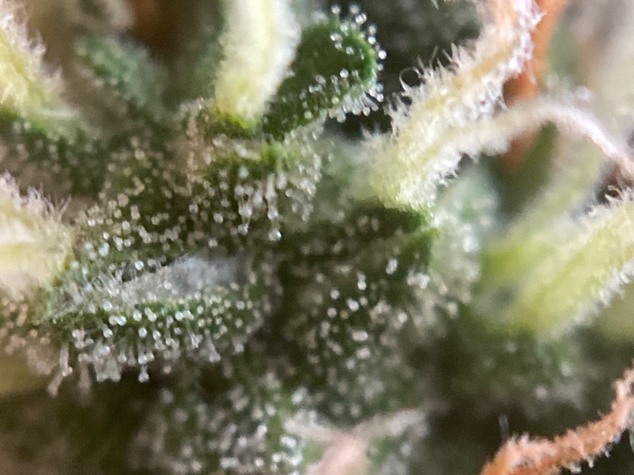 Growreport Bild 9