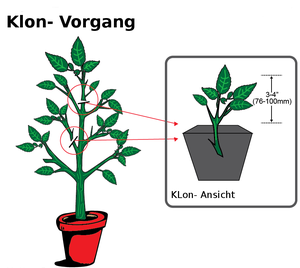 hanfsteklinge-cannabis-klone-schneiden-von-hanf-mutterpflanze (2)