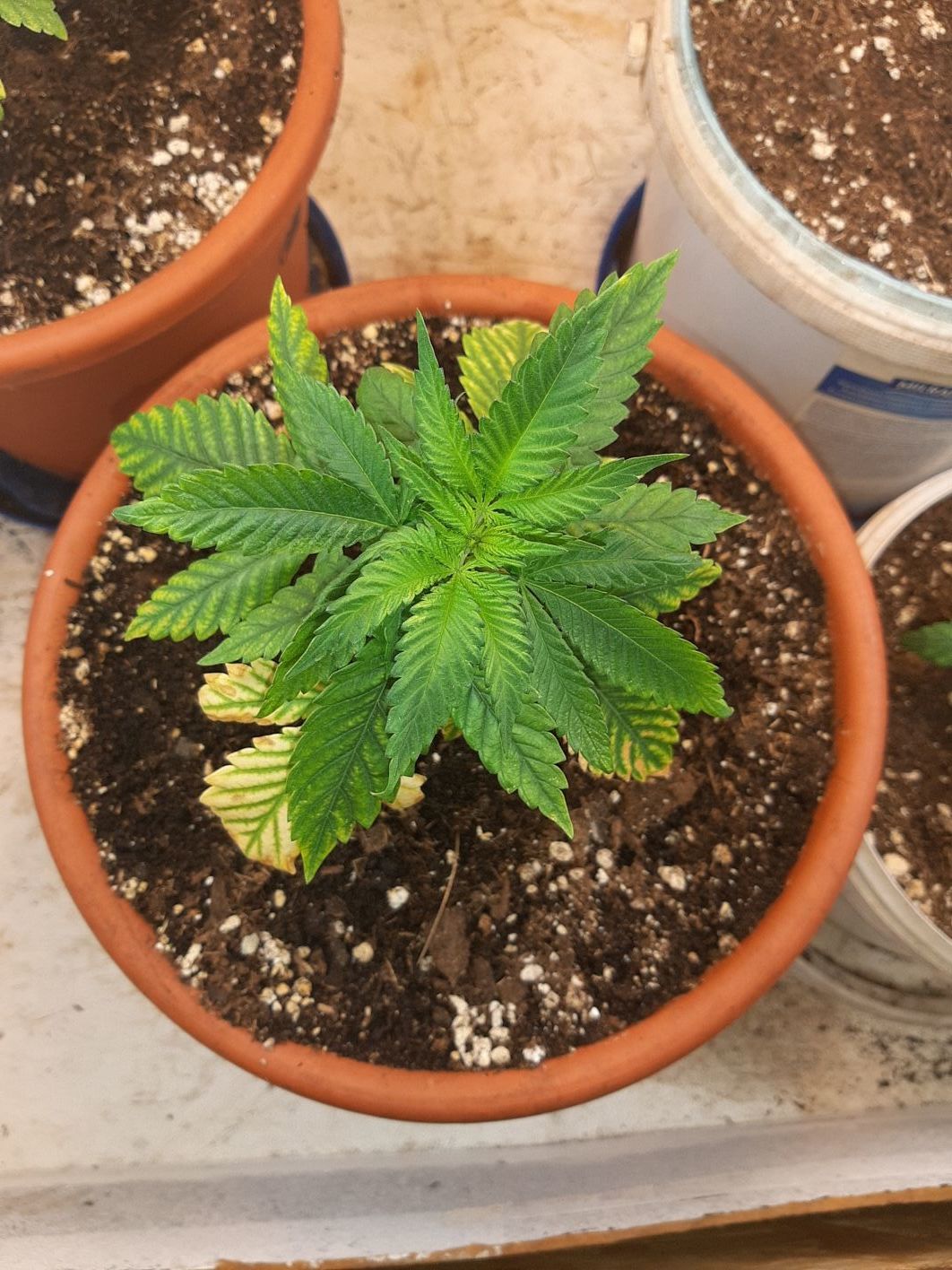 Banana Kush v. Sensi Seeds Growreports Forum