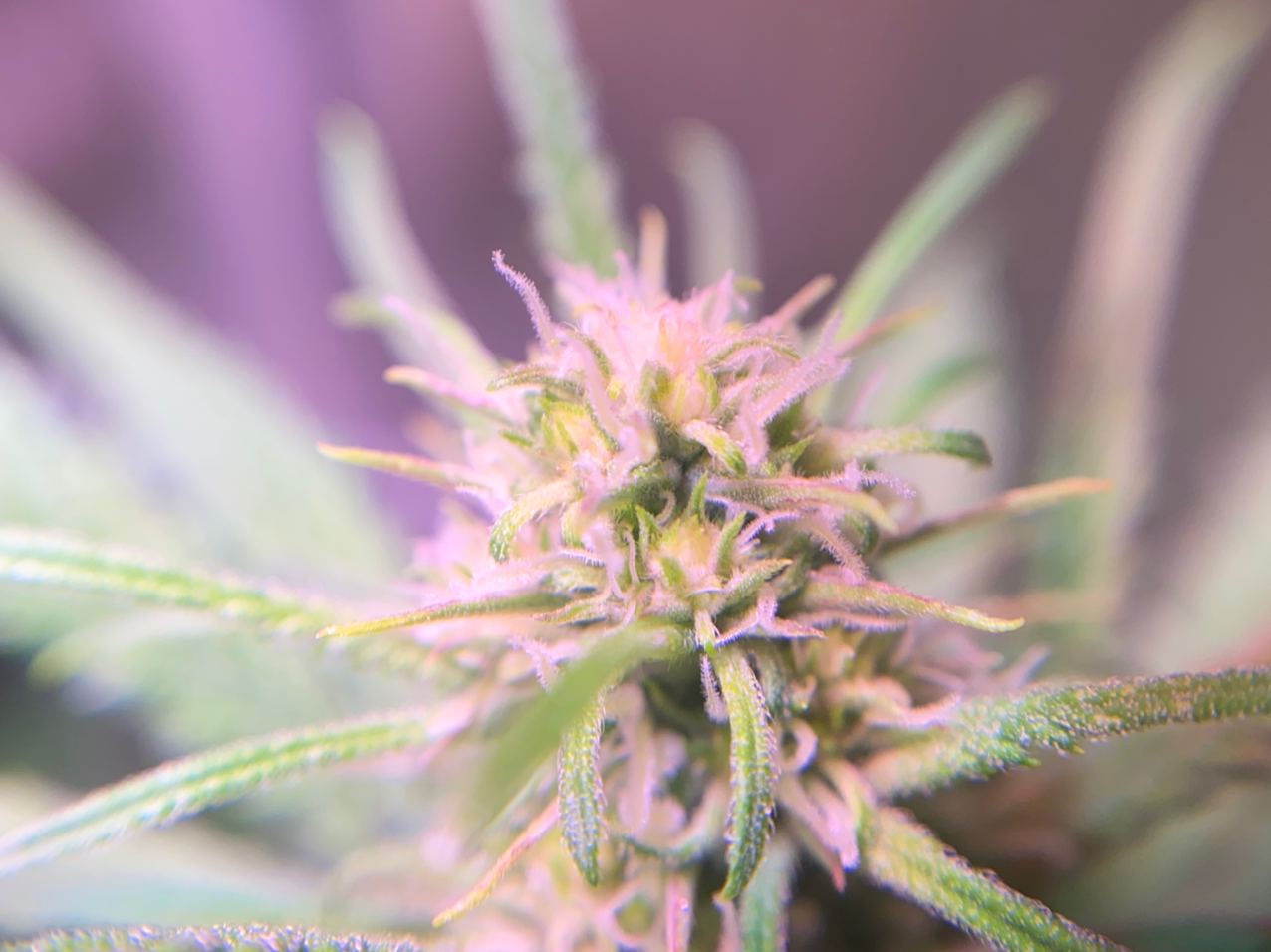 Growreport Bild 7