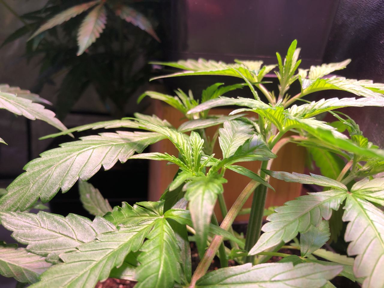 Growreport Bild 39