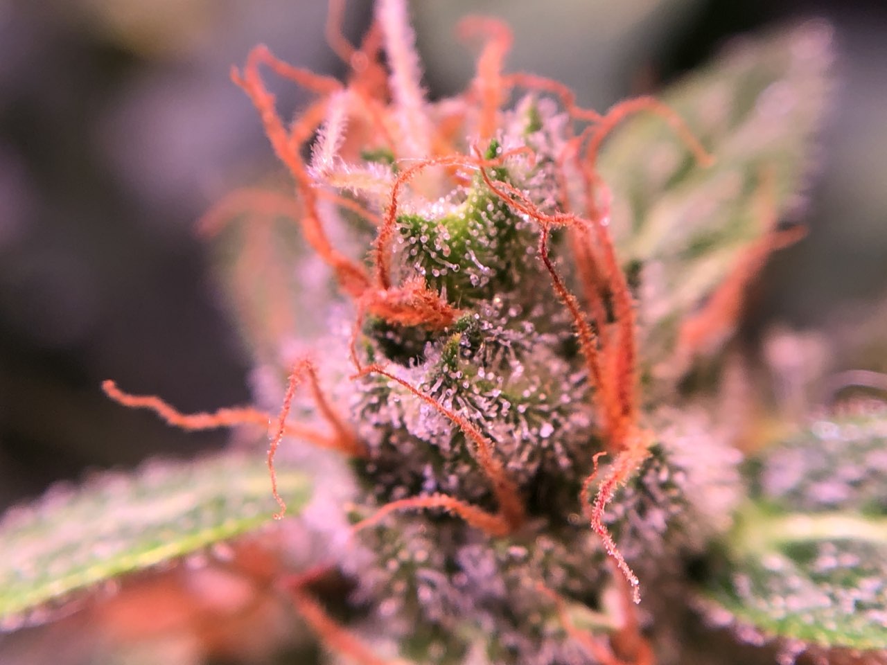 Growreport Bild 8