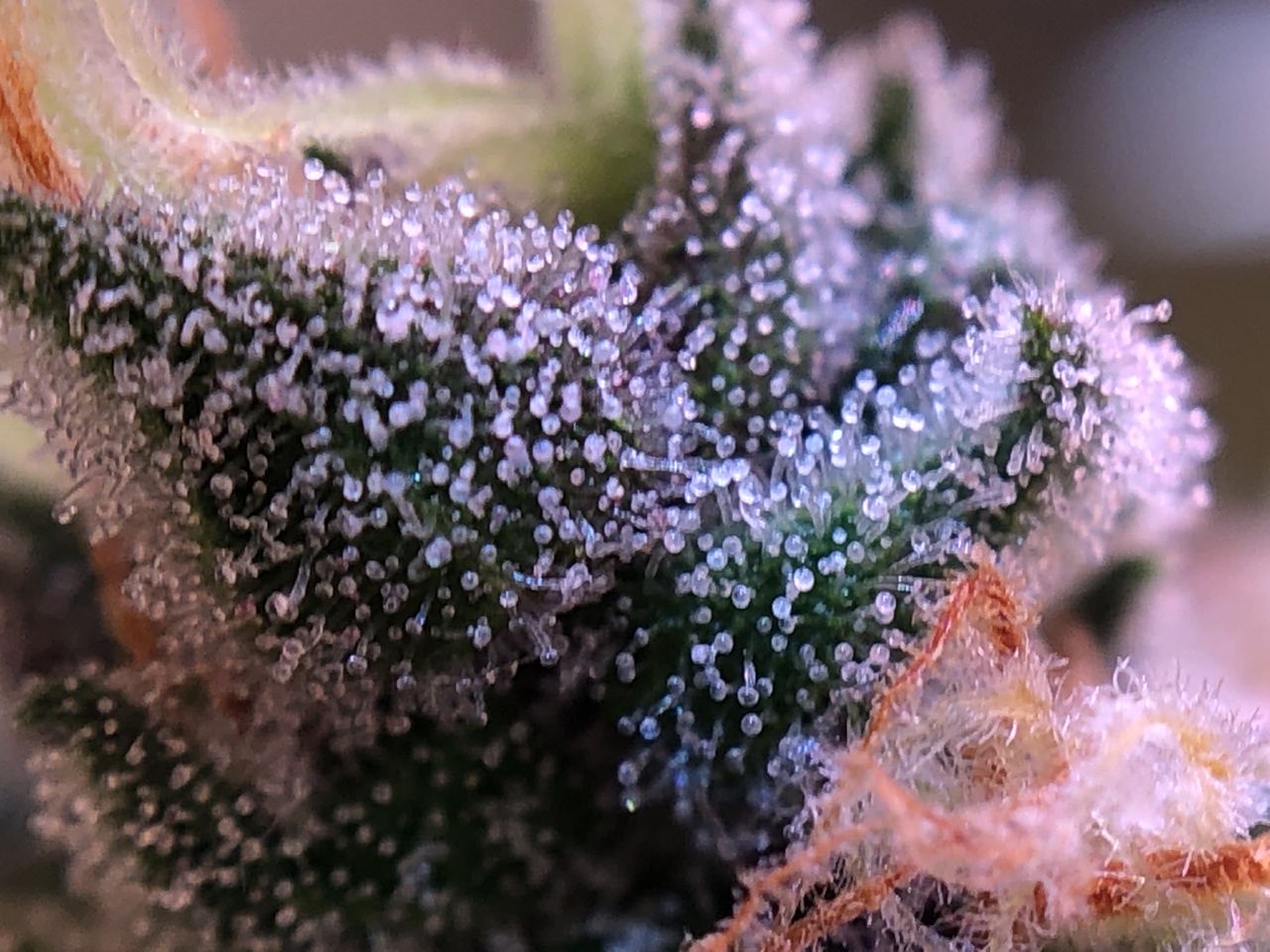 Growreport Bild 19