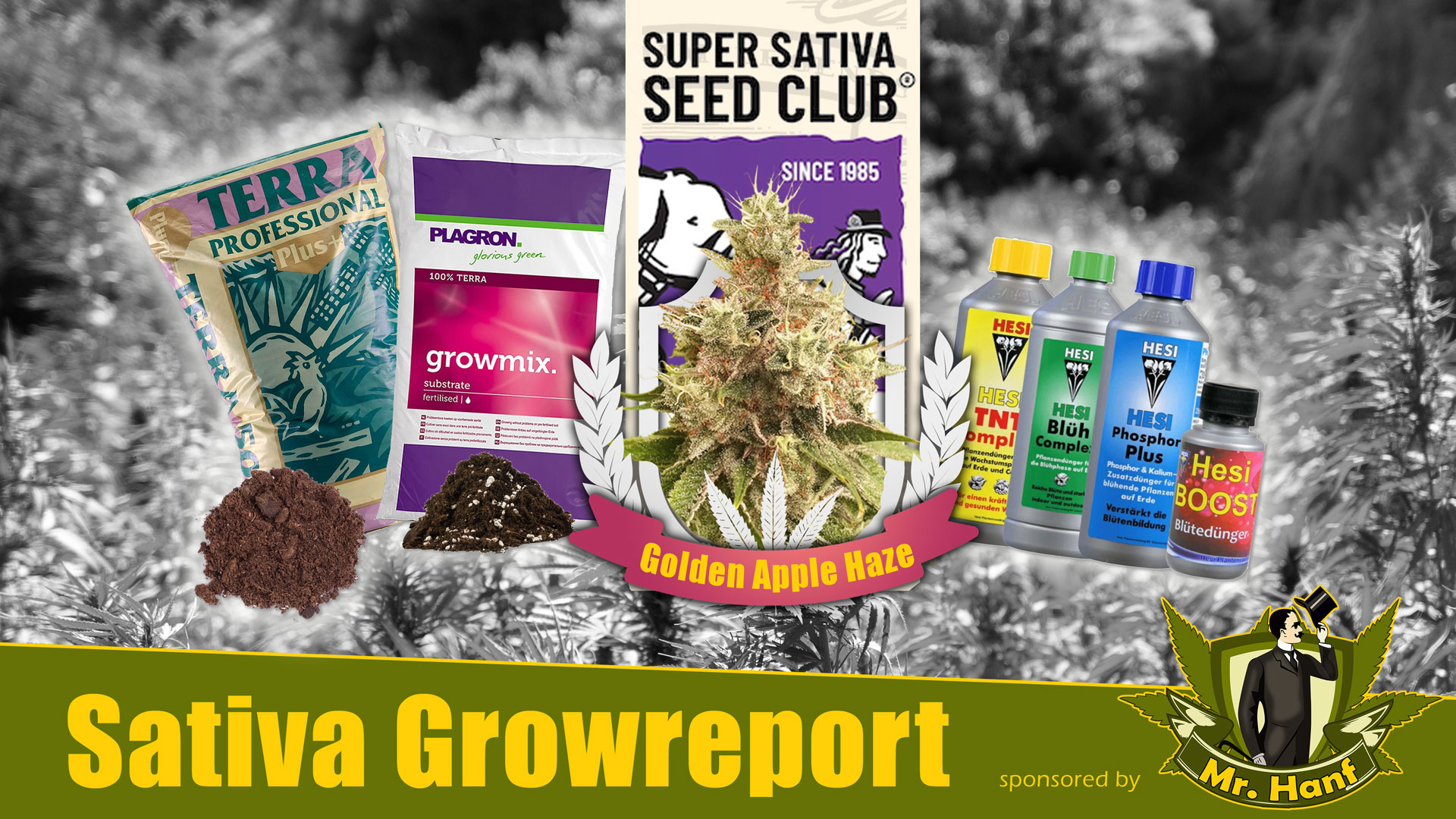 Sativa-Growreport