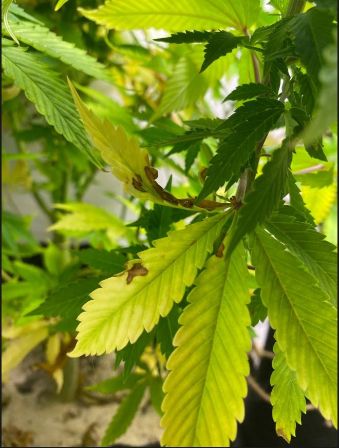 Growreport Bild 4