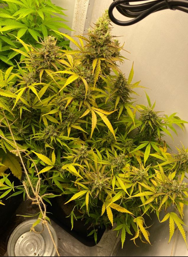 Growreport Bild 5