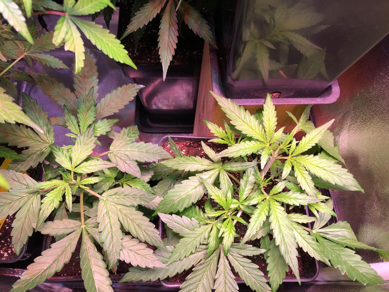 Growreport Bild 38