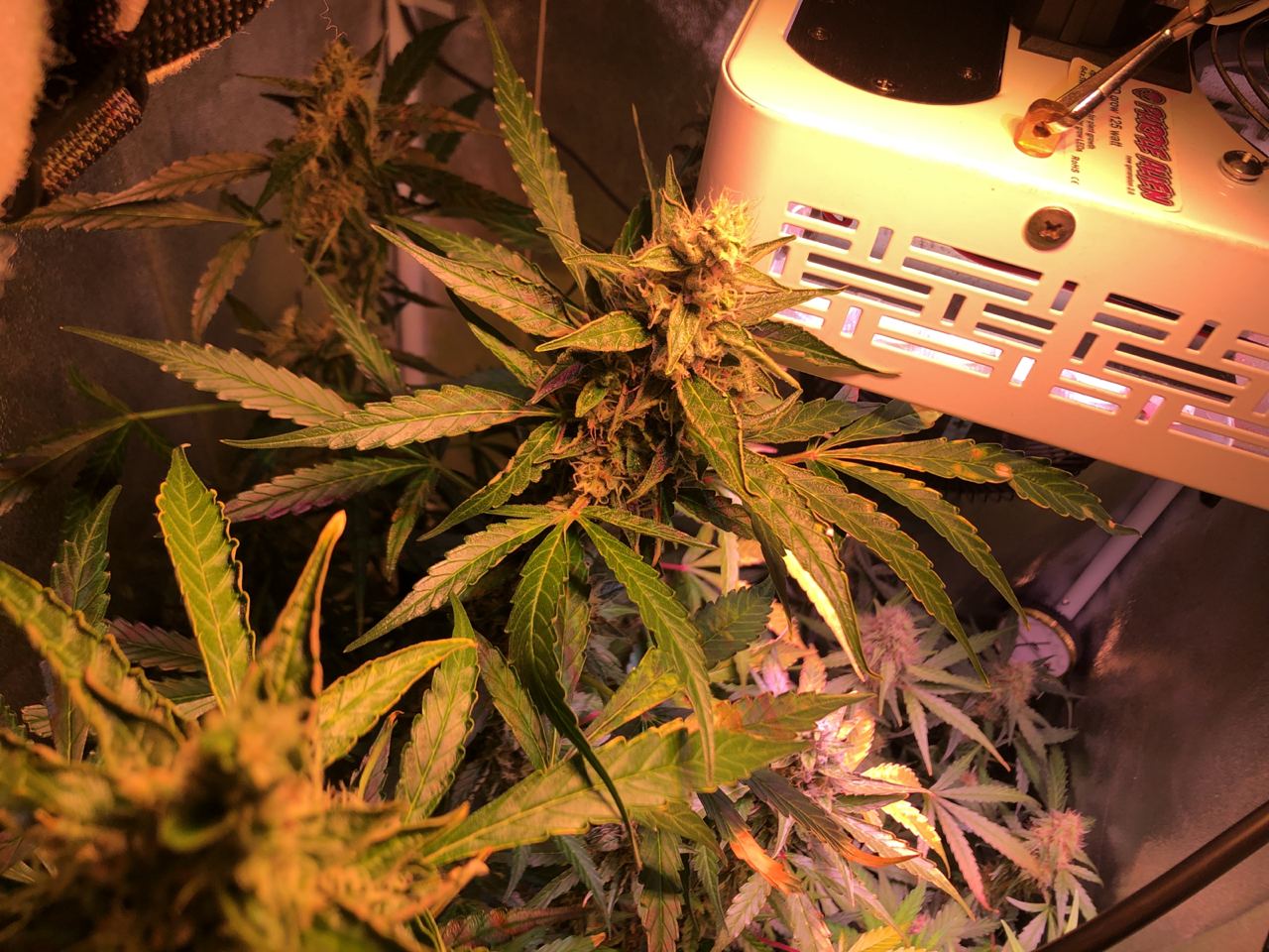 Growreport Bild 22
