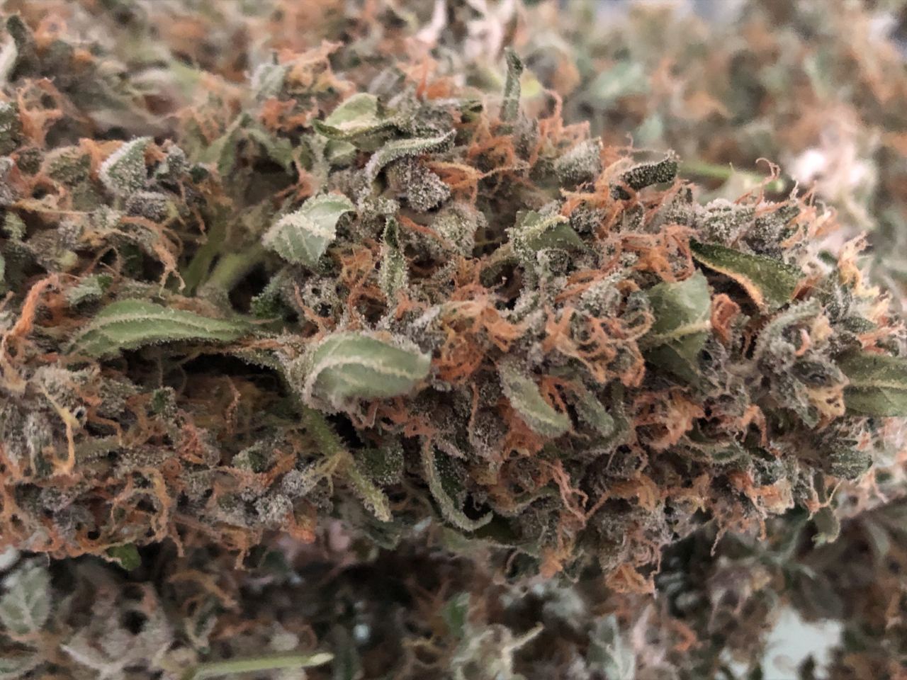 Growreport Bild 45