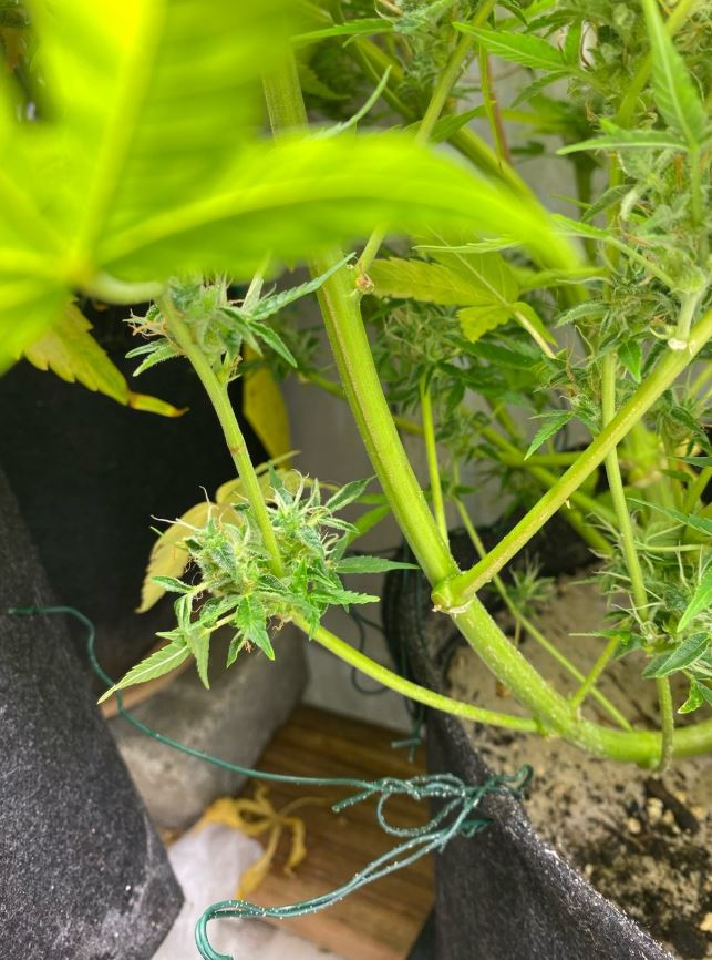 Growreport Bild 6