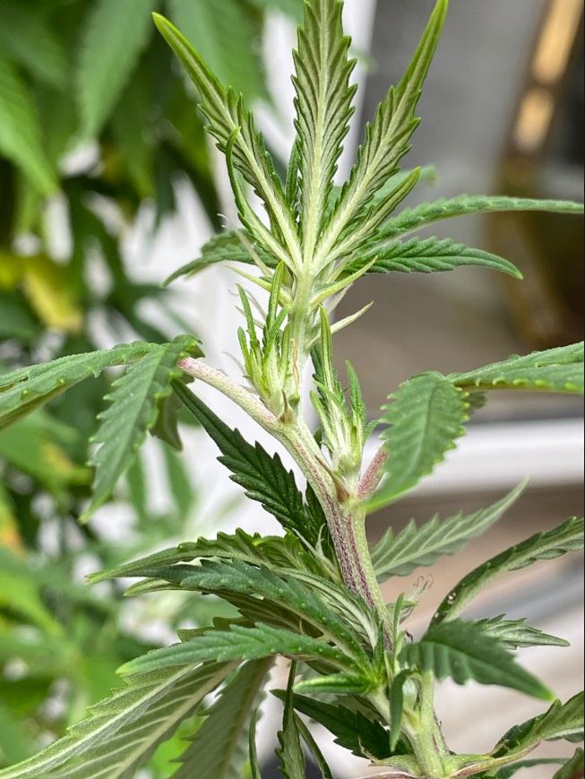 Growreport Bild 2