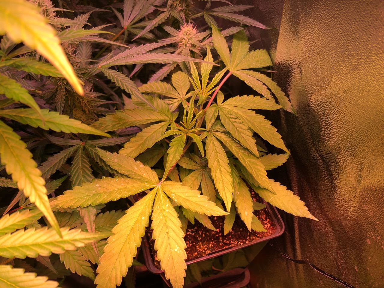 Growreport Bild 37