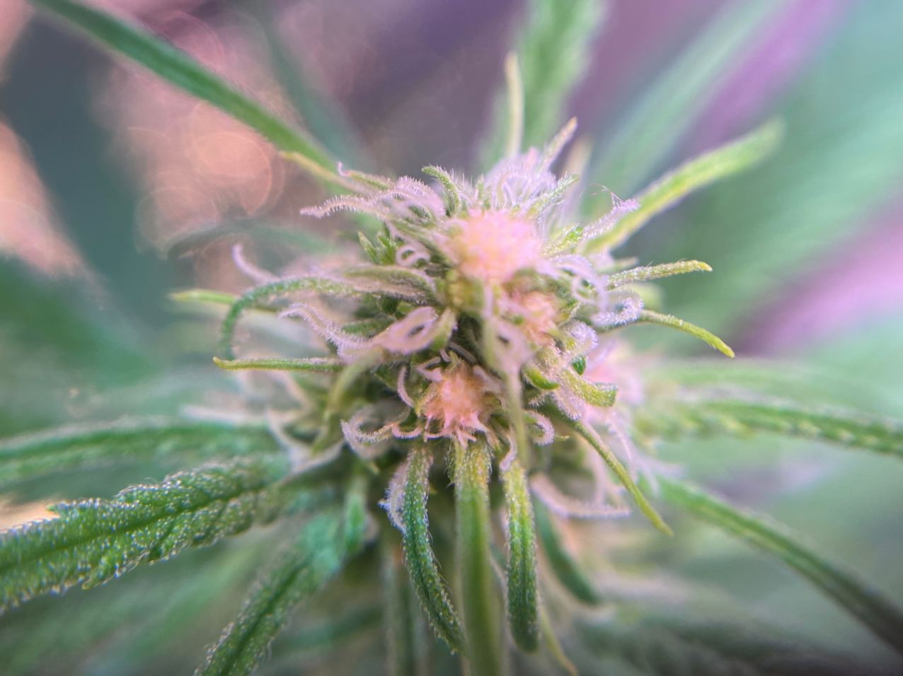 Growreport Bild 4