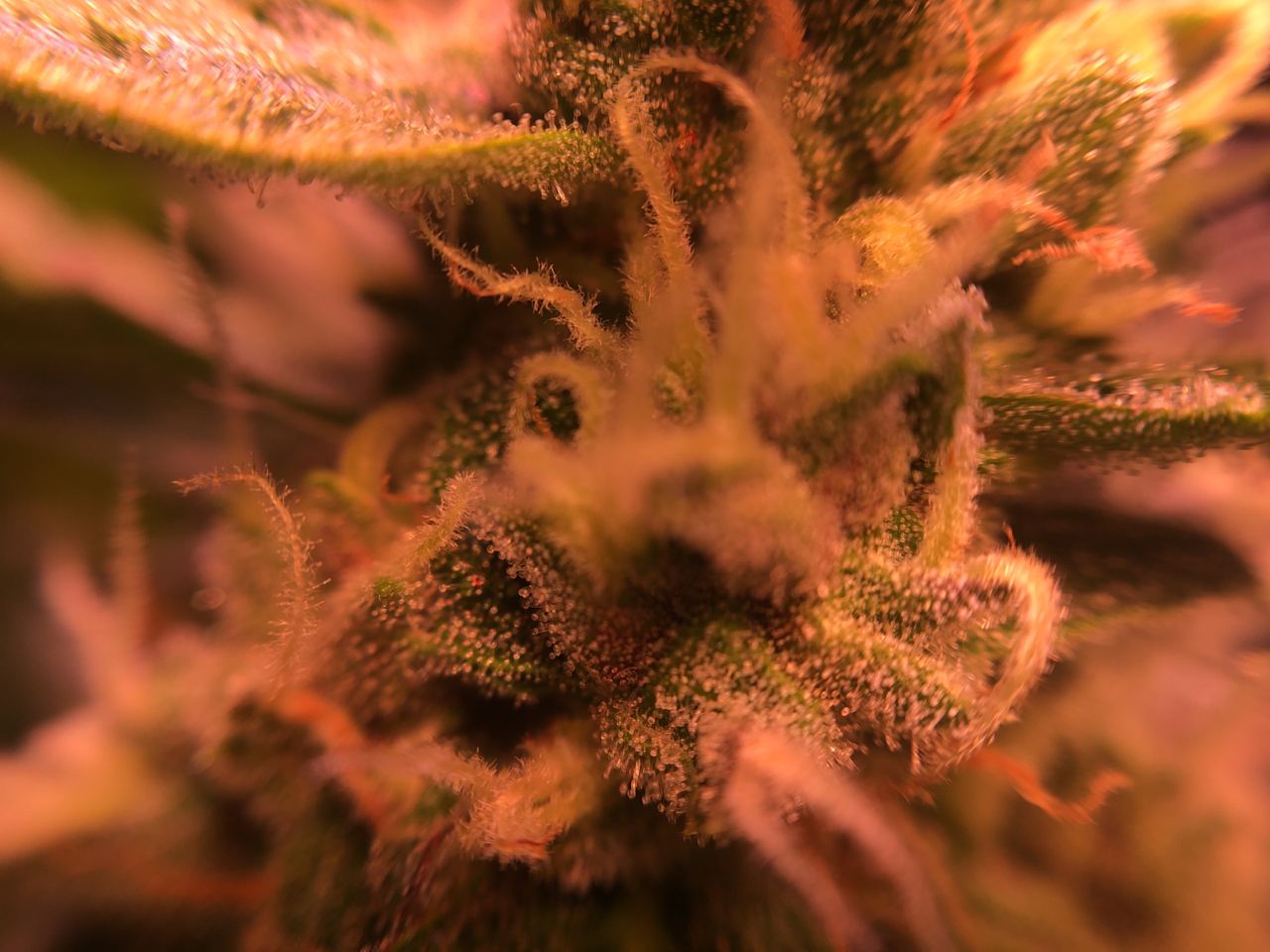 Growreport Bild 3
