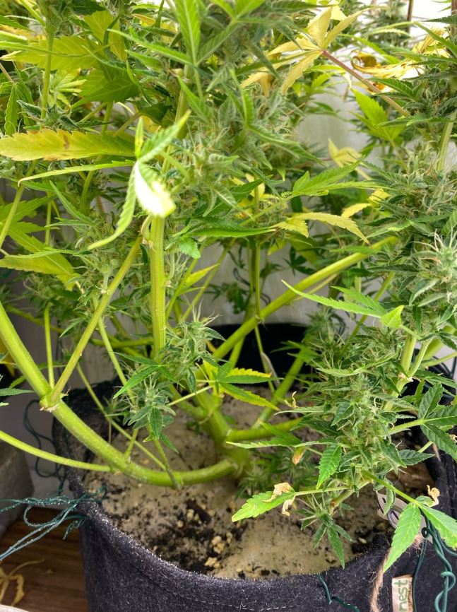 Growreport Bild 8