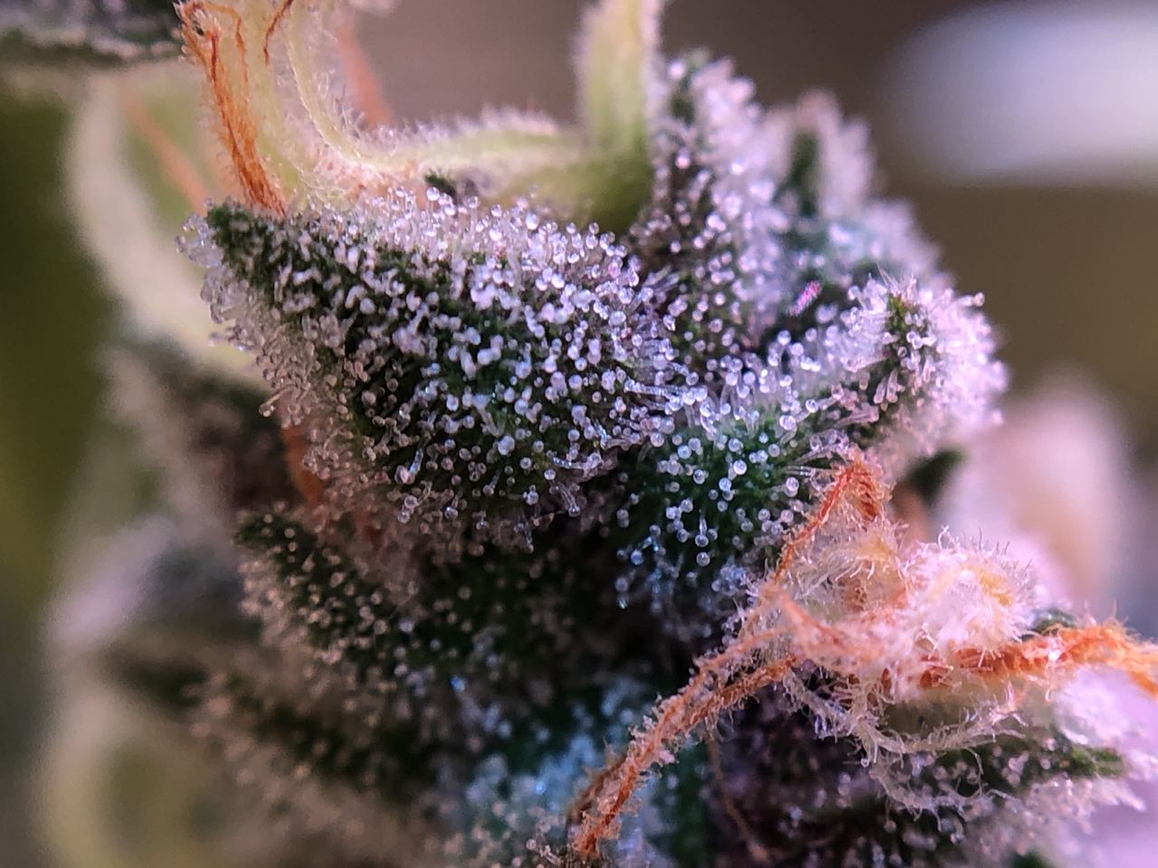 Growreport Bild 22