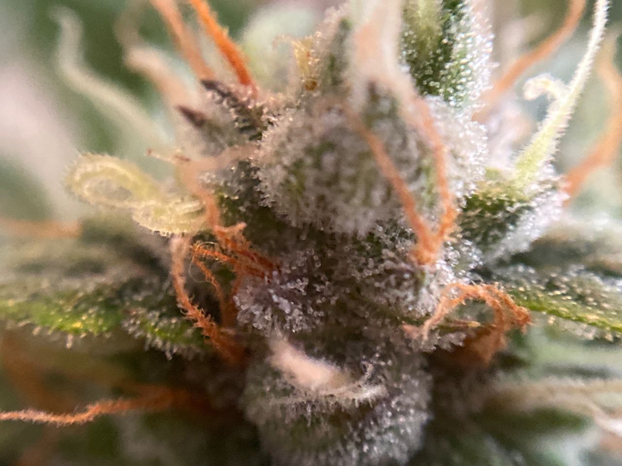 Growreport Bild 16