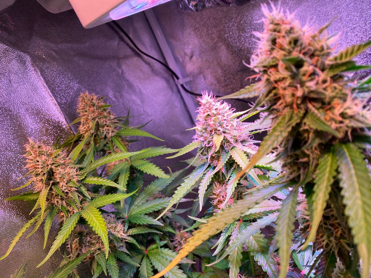 Growreport Bild 22