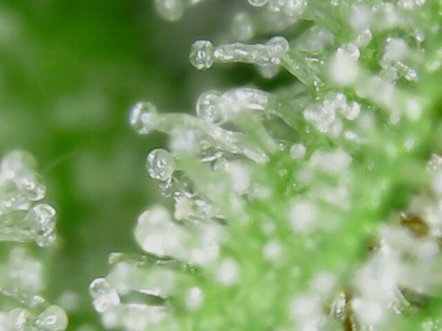 nachschlag_2_micro_1