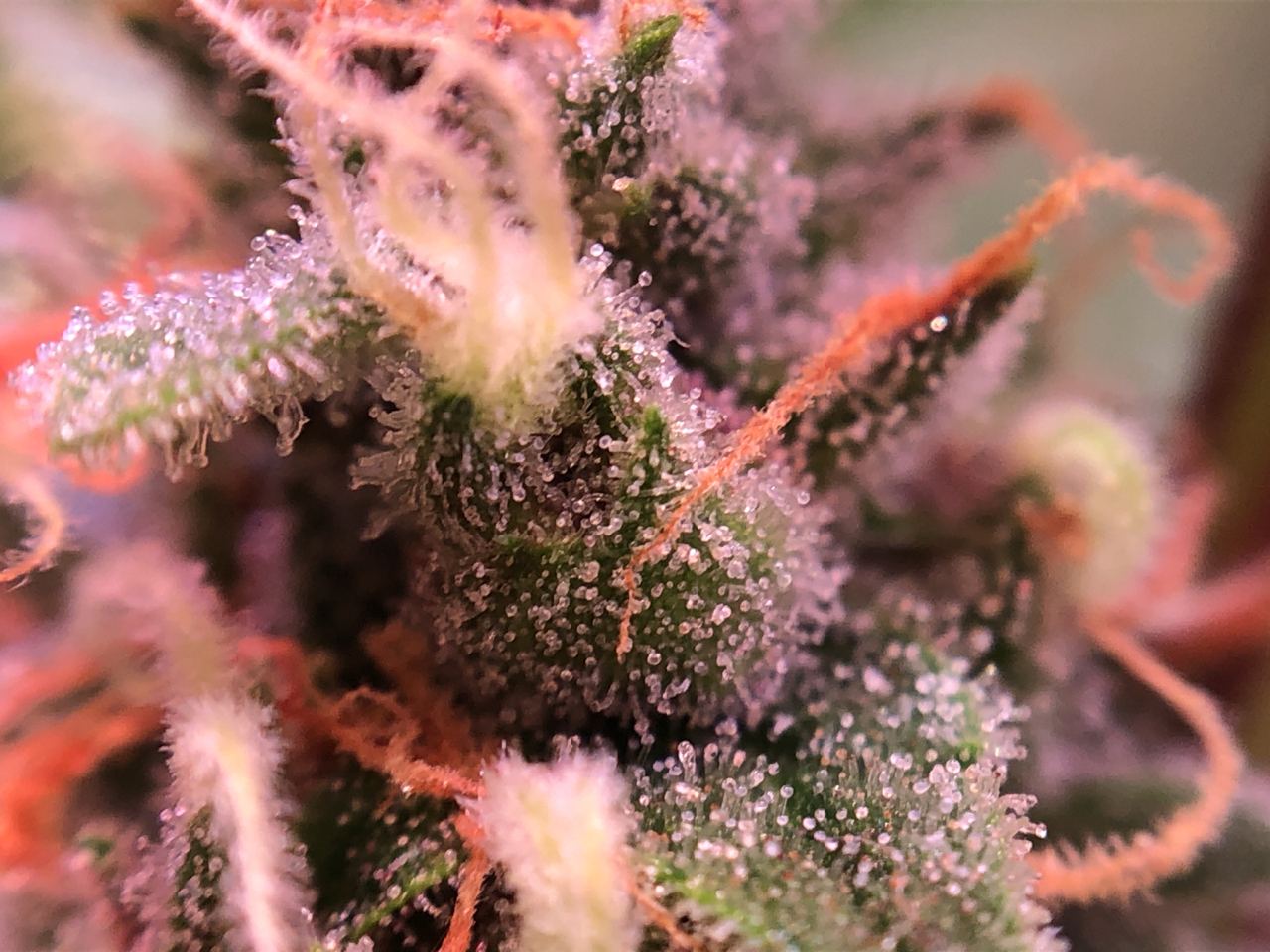Growreport Bild 20