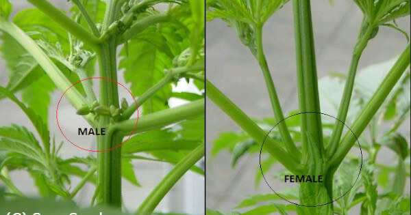 male-or-female-cannabis