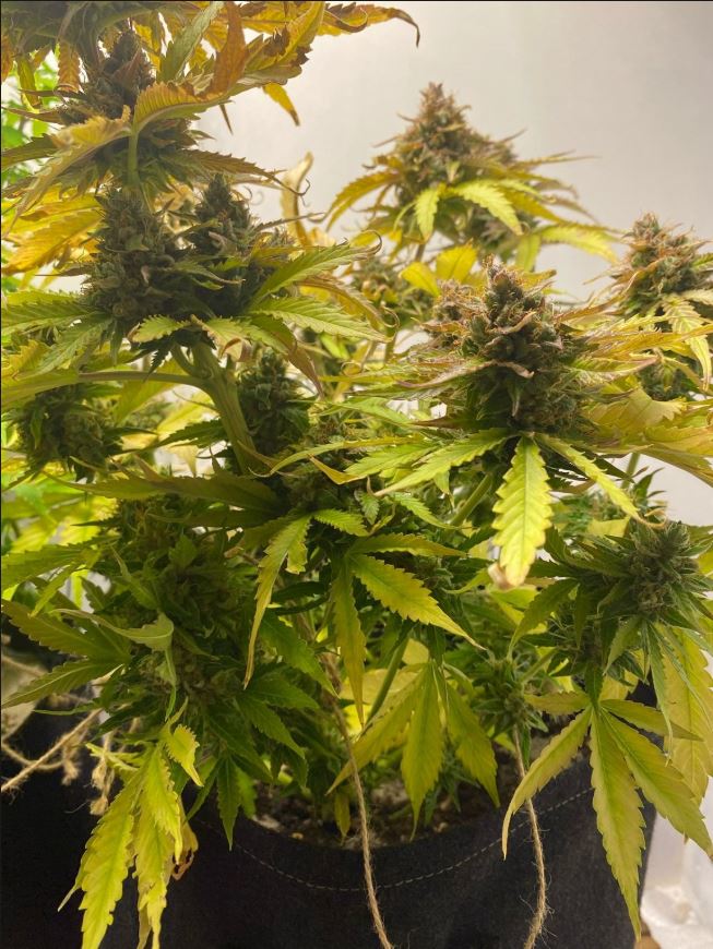 Growreport Bild 2