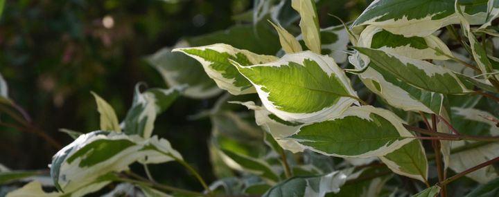 190731_Panaschierte-Blaetter_header