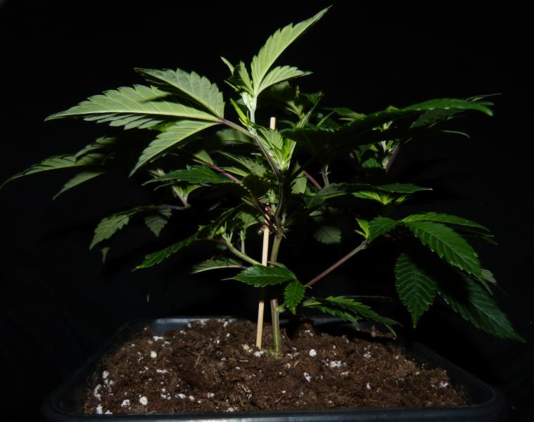 Growreport Bild 1