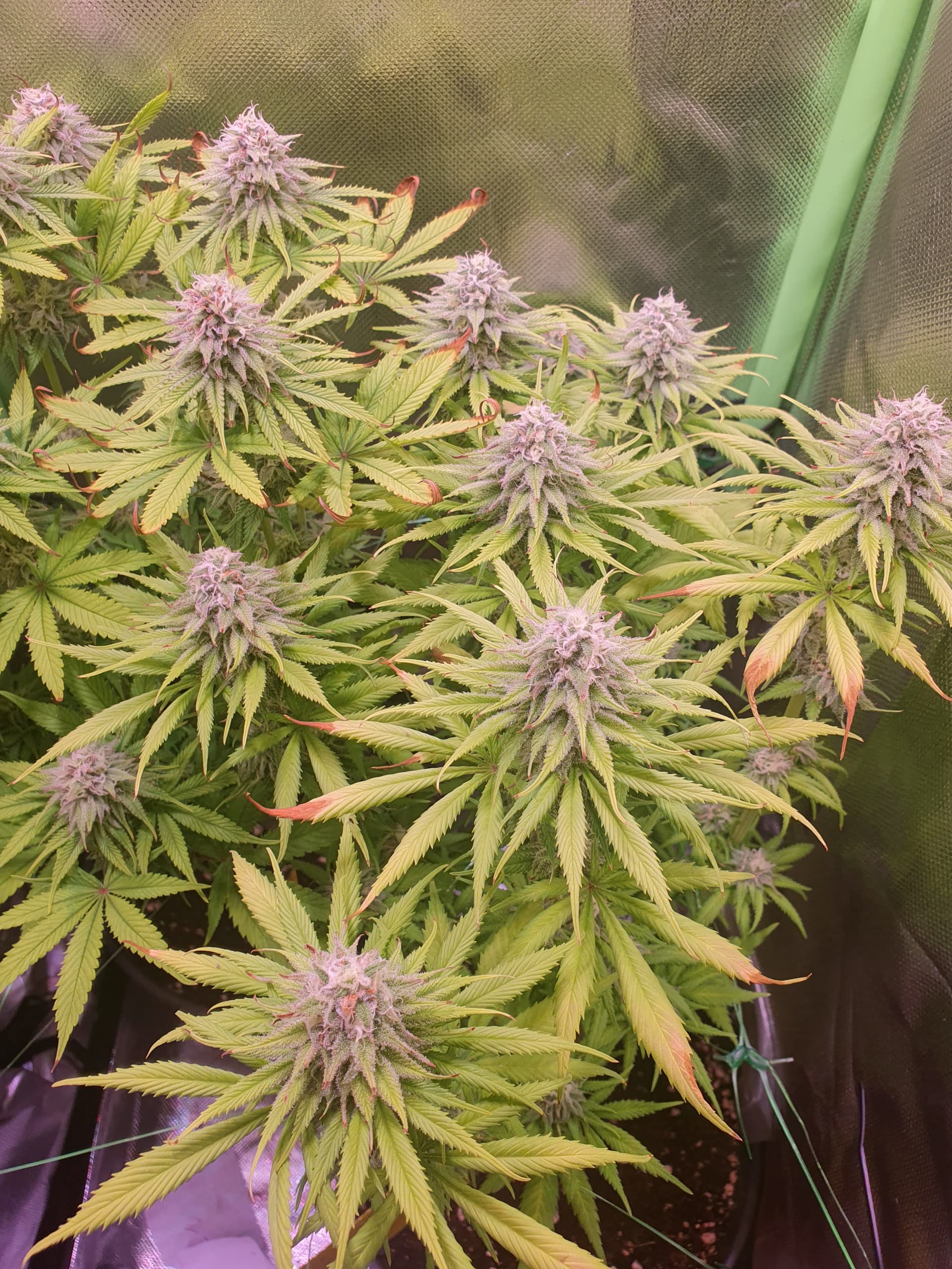 Blätter sind hellgrün bis gelb, Pflanzen trinken sehr wenig GrowProbleme Forum