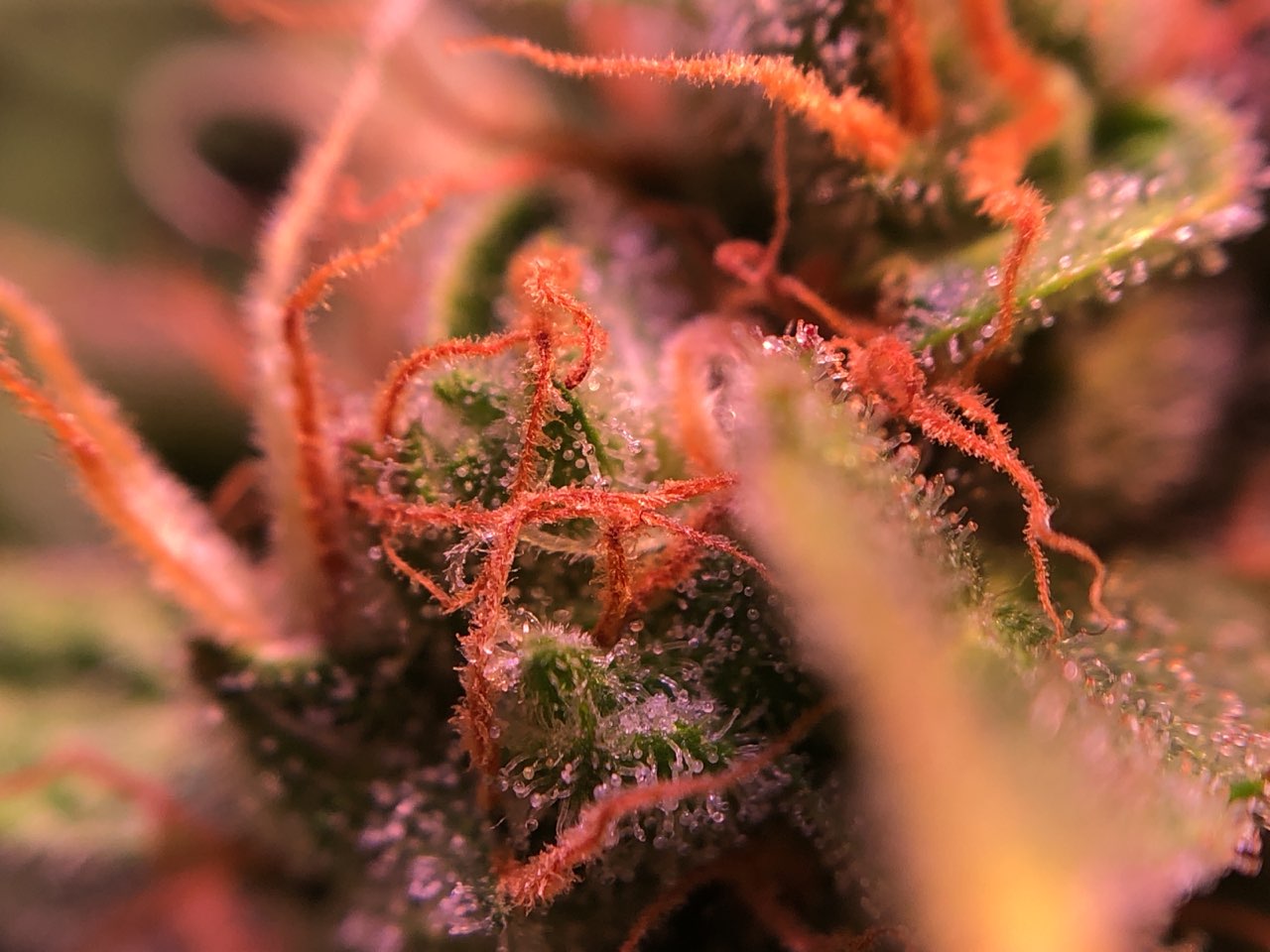 Growreport Bild 7