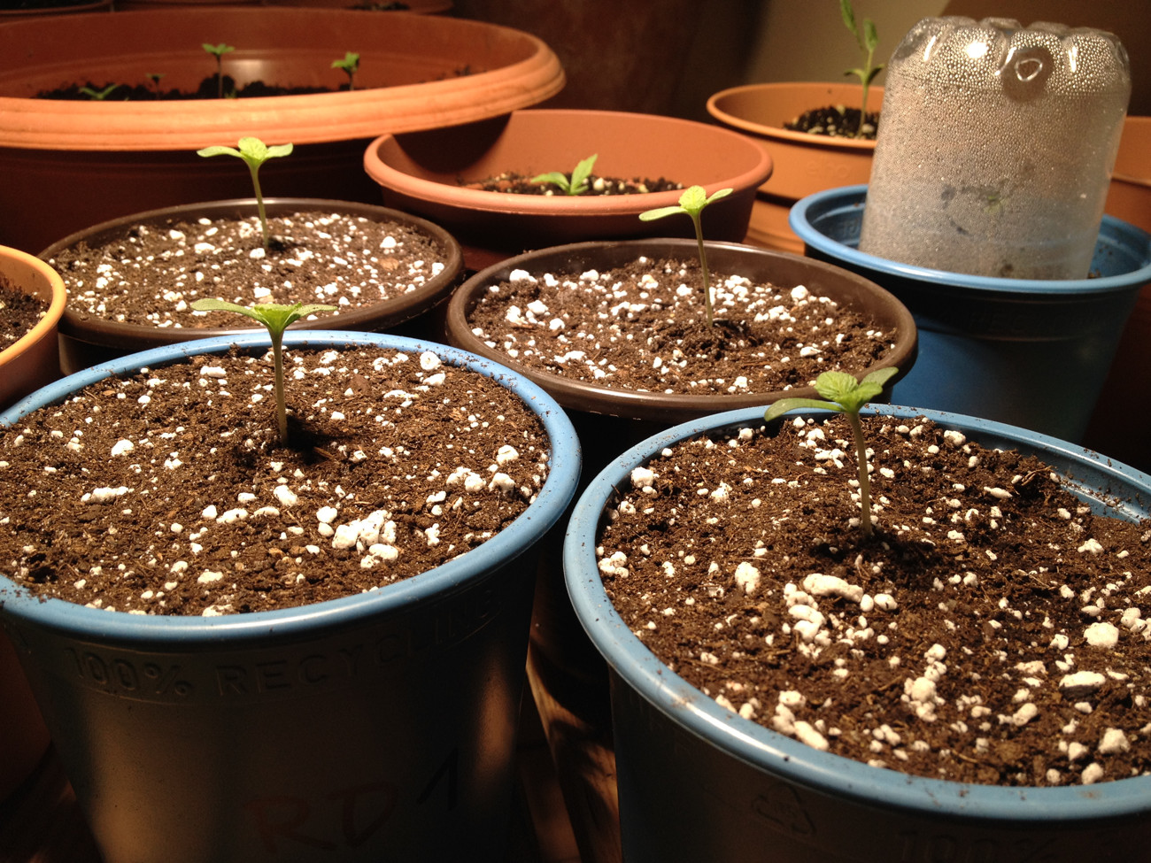 022_Seedlings1