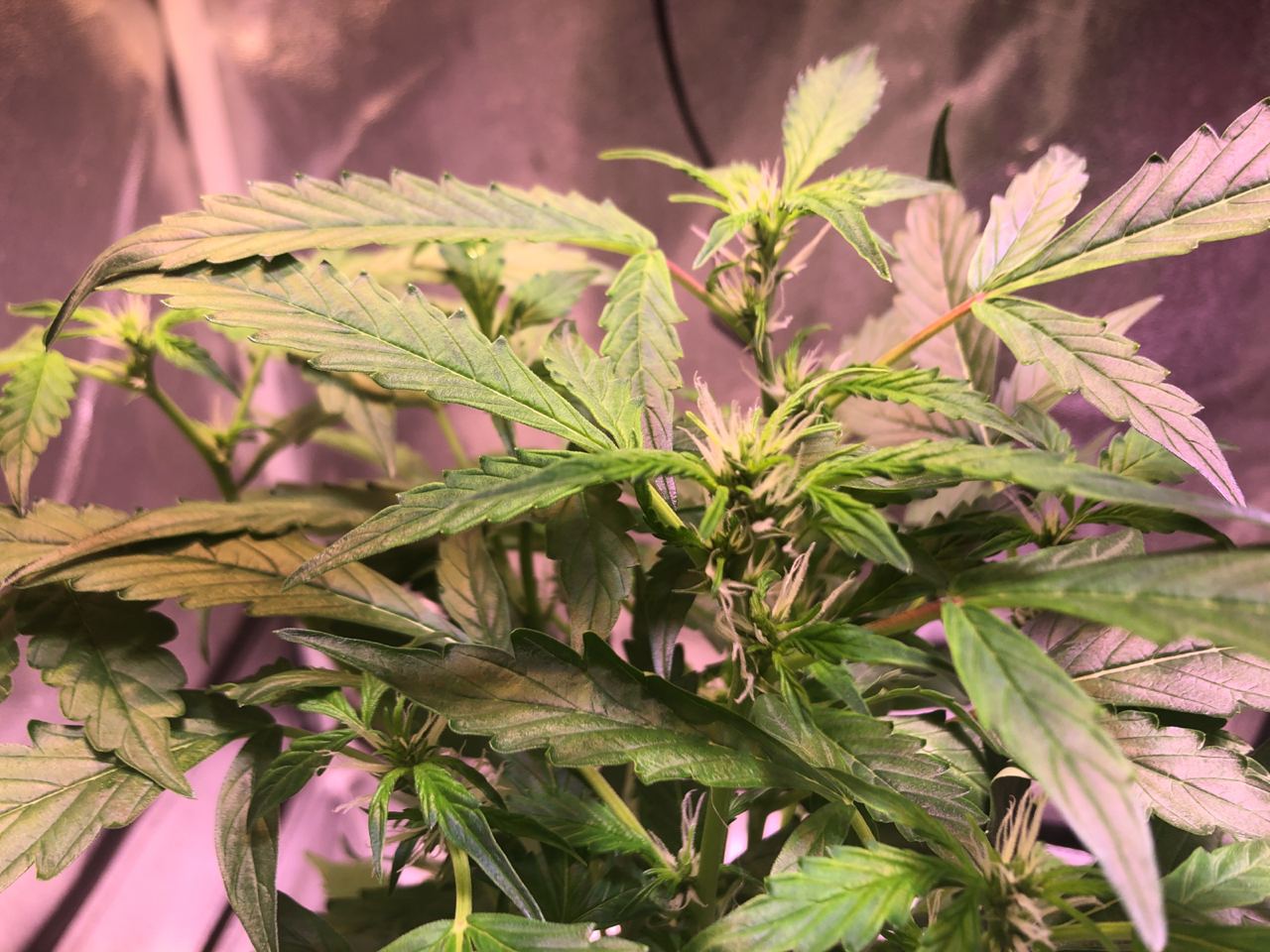 Growreport Bild 35