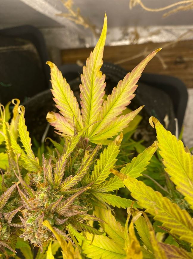 Growreport Bild 1