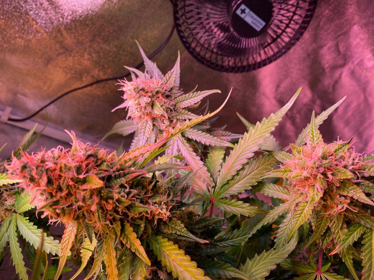 Growreport Bild 3