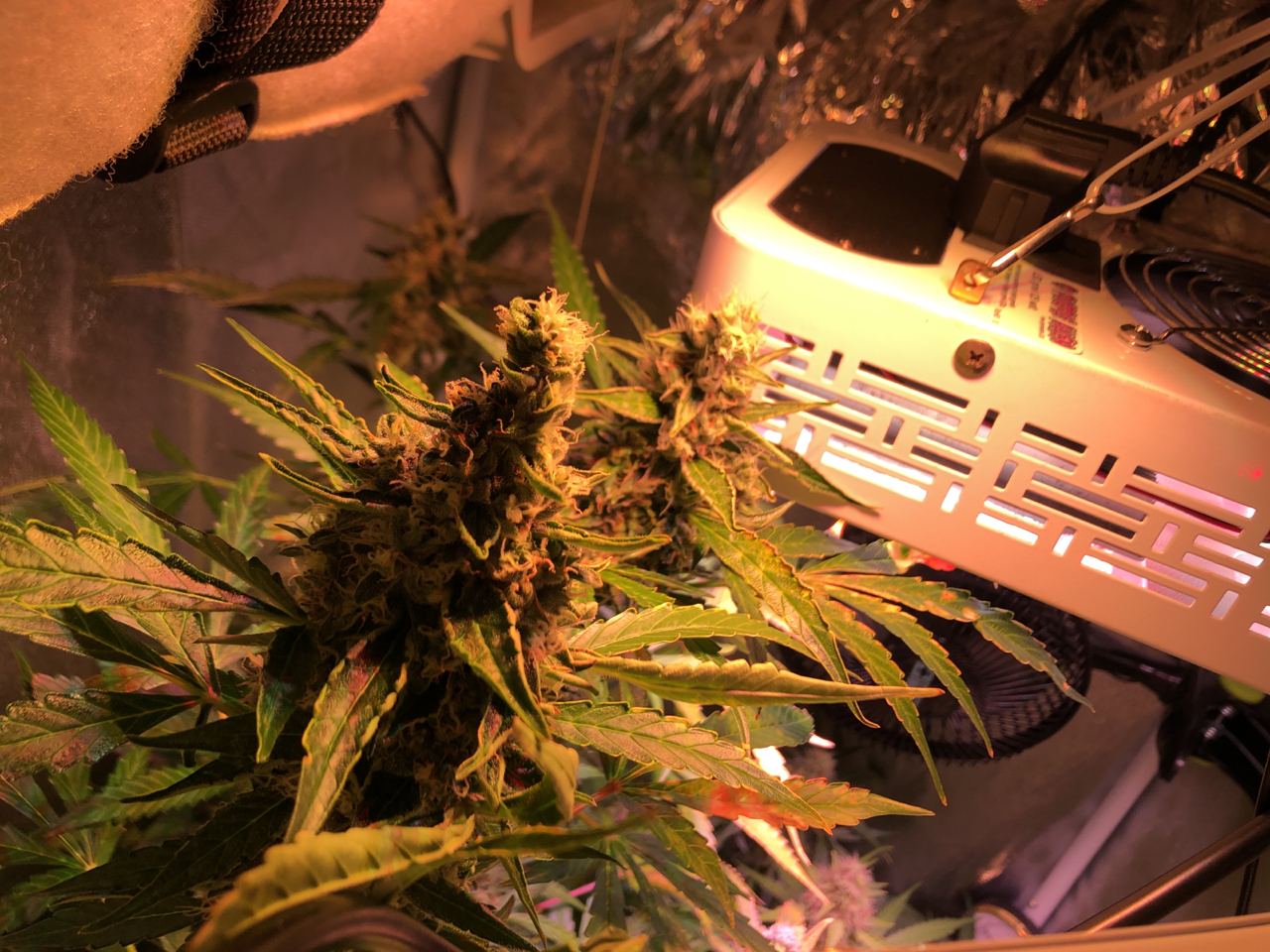 Growreport Bild 2