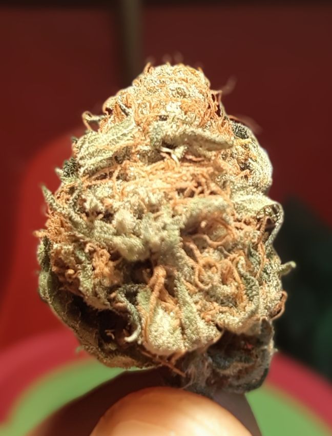 Growreport Bild 5
