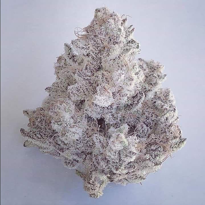 Growreport Bild 21