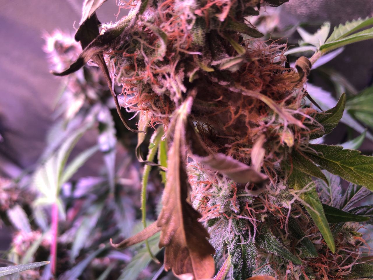 Growreport Bild 37