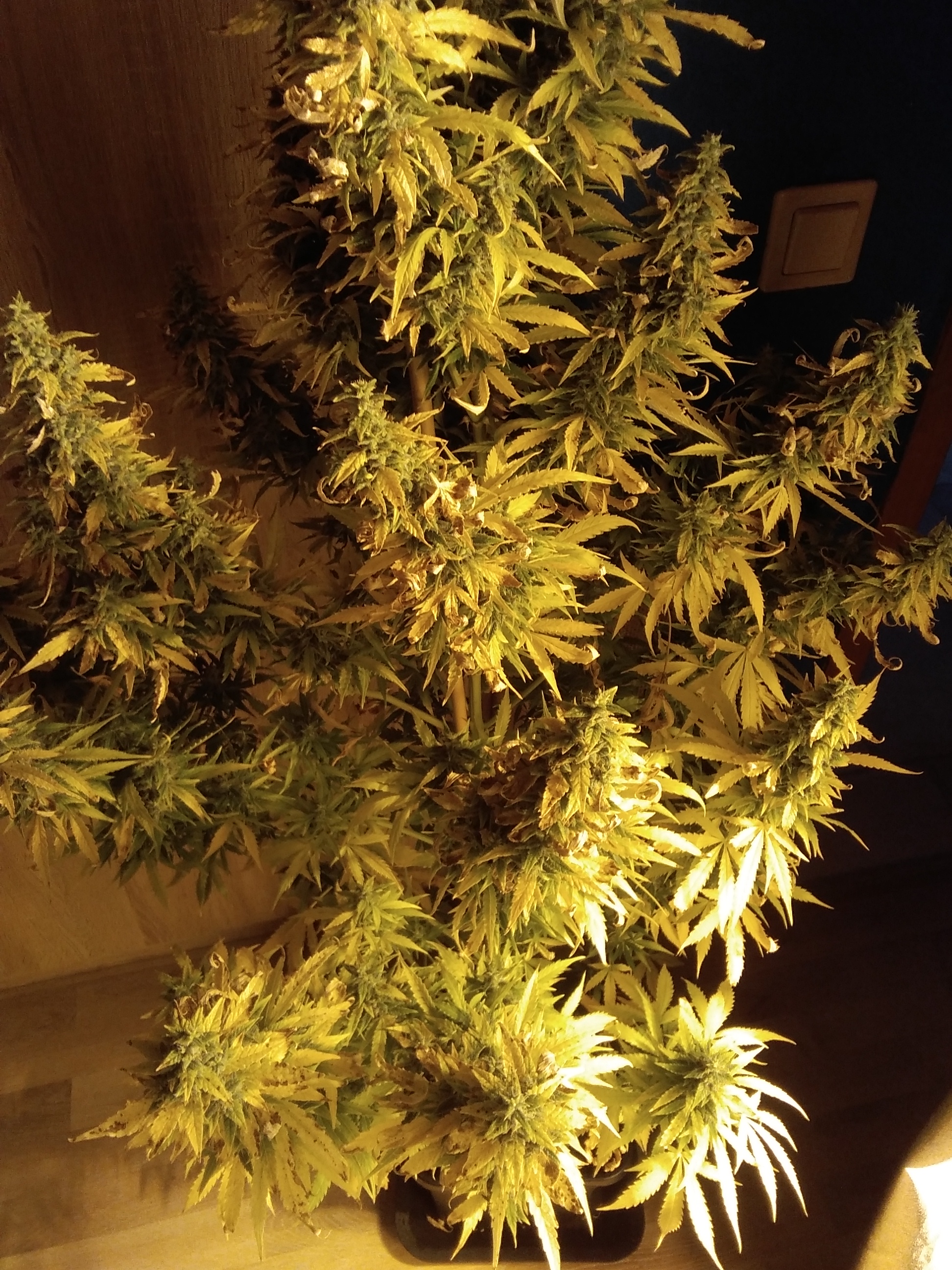 Wann löst sich der Samen von der Pflanze? - Anfänger ...