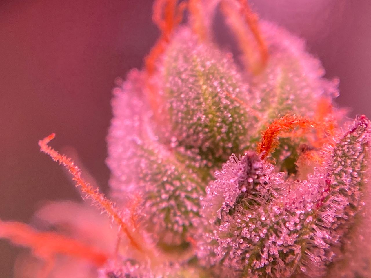 Growreport Bild 37