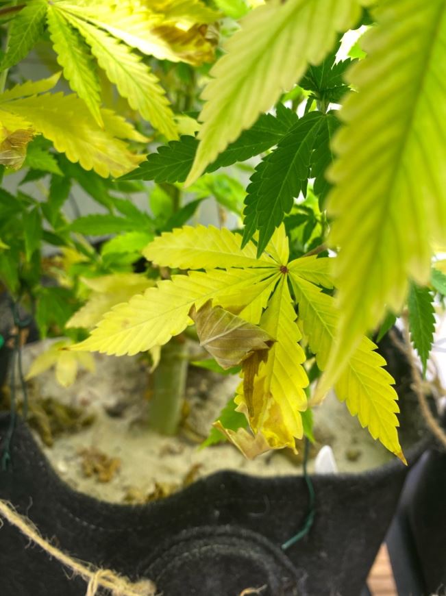 Growreport Bild 5