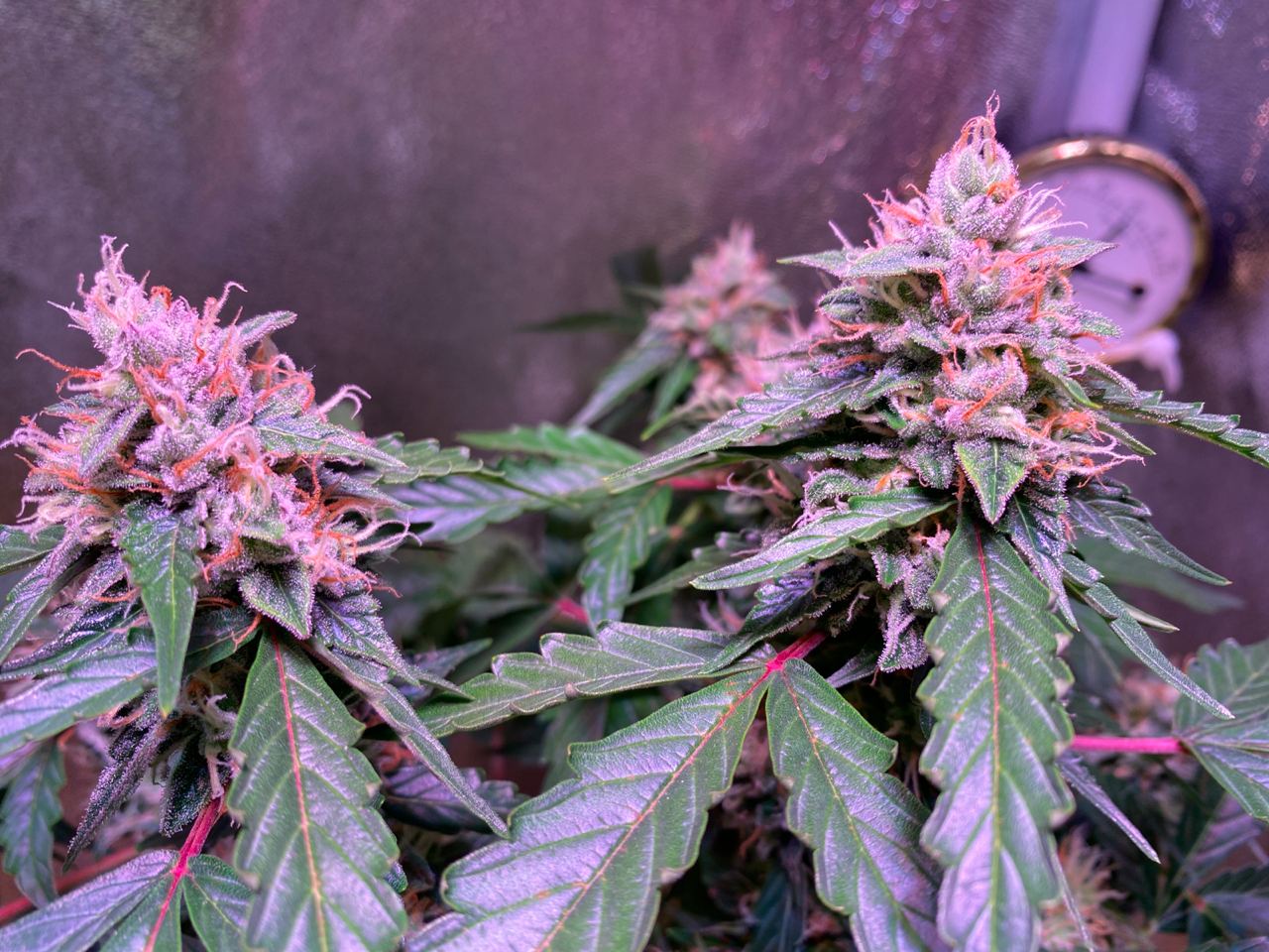 Growreport Bild 13