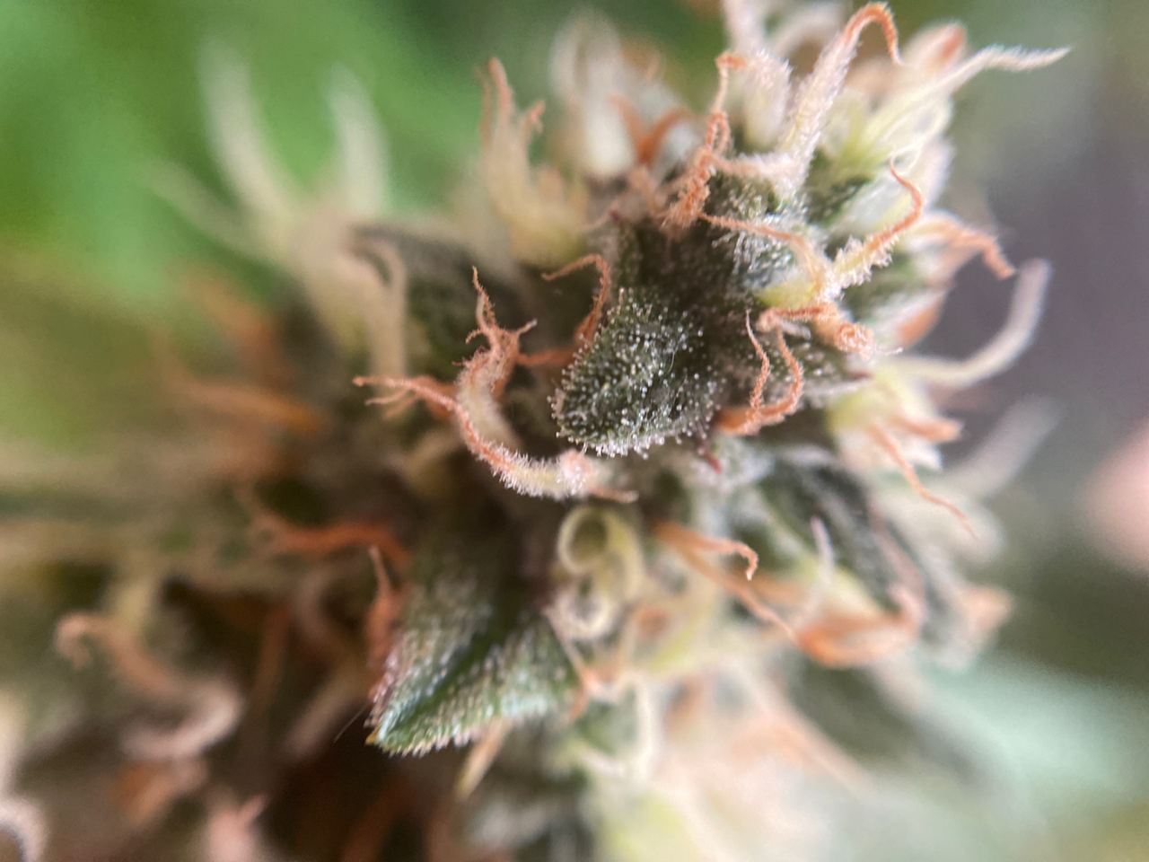 Growreport Bild 7